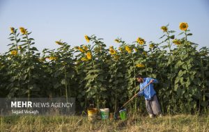 طرح‌های توسعه‌ای در مزارع اجرا می‌شود