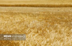 بازنگری در بیمه گندمزارها؛ سهم کشاورز از سوی دولت پرداخت می شود