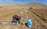 قیمت سیب‌زمینی در بازار کاهش می‌یابد