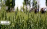 اجرای اقتصاد مقاومتی با افزایش بهره وری و کشاورزی دانش بنیان