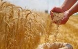 قیمت خرید تضمینی گندم باید منصفانه باشد