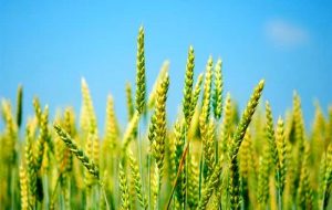 چه خبر از قیمت جدید خرید تضمینی گندم؟