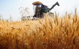 اصلاح قیمت خرید تضمینی گندم به سال آینده موکول شد