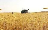 قیمت خرید تضمینی گندم چقدر تعیین شد؟