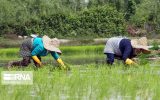 اجرای الگوی کشت دوم؛ راهبردی برای ارتقای امنیت غذایی