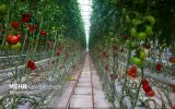 حفظ اشتغال، پایداری تولید و توسعه صادرات؛ اولویت‌های کشاورزی ۱۴۰۵