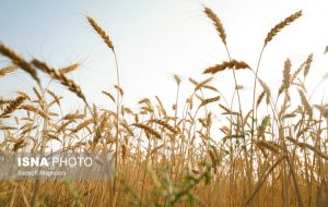 پرداخت مطالبات گندم کاران به کجا رسید؟
