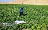 ۶ راهبرد ملی کاهش مصرف آب کشاورزی کلید خورد