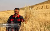 پرداخت مطالبات گندمکاران به کجا رسید؟