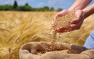 پرداخت خسارات‌ بخش کشاورزی قرار است حداکثر ۱۰ روزه به کشاورزان پرداخت شود