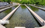 موانع صادرات آبزیان رفع می شود