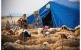 گوشت عشایری با برند استانی به بازار عرضه می‌شود