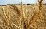 دلیل عدم پرداخت ۵ درصد مطالبات گندمکاران از زبان یک نماینده مجلس