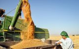 اختلاف ۲۵ هزار تومانی کشاورزان با دولت بر سر قیمت گندم / رئیس بنیاد ملی گندمکاران: بررسی کارشناسی برای قیمت گندم، ۸۵ هزار تومان است ولی پیشنهاد سازمان برنامه و بودجه و وزارت اقتصاد، ۶۰ هزار تومان است!