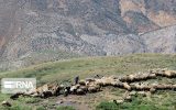خدمات حقوقی و کارشناسی به عشایر رایگان شد