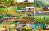 استقبال تشکلهای تعاونی روستایی از انتصاب پیمان اسکندری در سازمان مرکزی تعاون روستایی / تشکلهای کشاورزی برای حمایت از تولید؛ چه چیزی از مدیریت جدید تعاون روستایی خواستند؟ استقبال تشکلهای تعاونی روستایی از انتصاب پیمان اسکندری در سازمان مرکزی تعاون روستایی / تشکلهای کشاورزی برای حمایت از تولید؛ چه چیزی از مدیریت جدید تعاون روستایی خواستند؟