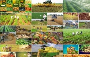 استقبال تشکلهای تعاونی روستایی از انتصاب پیمان اسکندری در سازمان مرکزی تعاون روستایی / تشکلهای کشاورزی برای حمایت از تولید؛ چه چیزی از مدیریت جدید تعاون روستایی خواستند؟